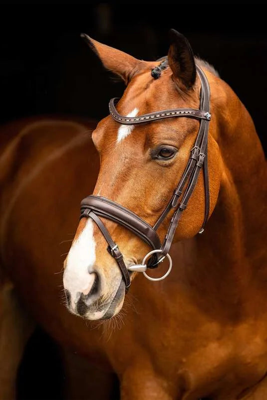 Premium Leather Horse Bridle
